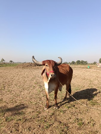 બળદ વેચવાનો છે