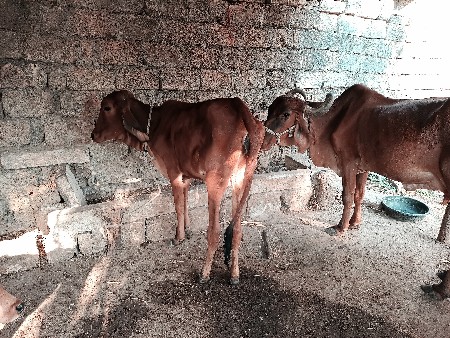 ગાય આપવાની છે
