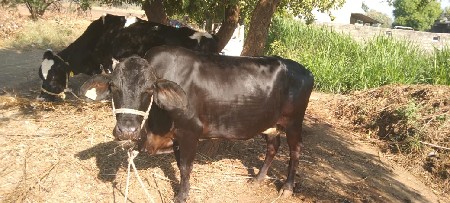 જરશી ગાય