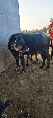 થંબનેલ 3