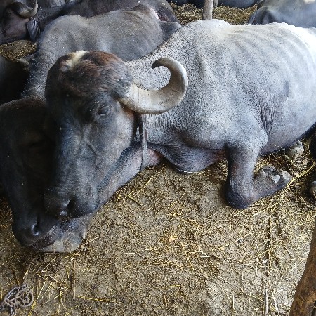 વેસવાનીછે