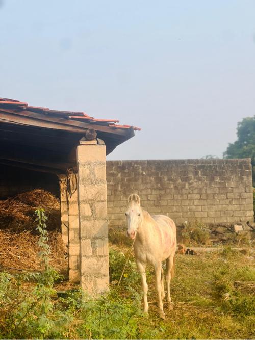 थंबनेल 3