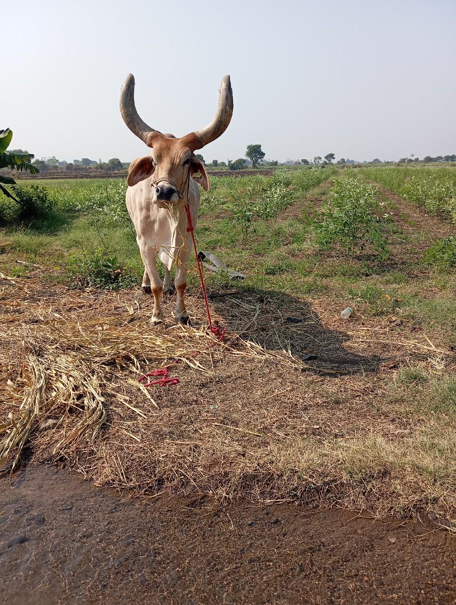 એક બળદ વેંચવાનો છે