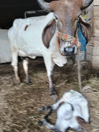 થંબનેલ 2