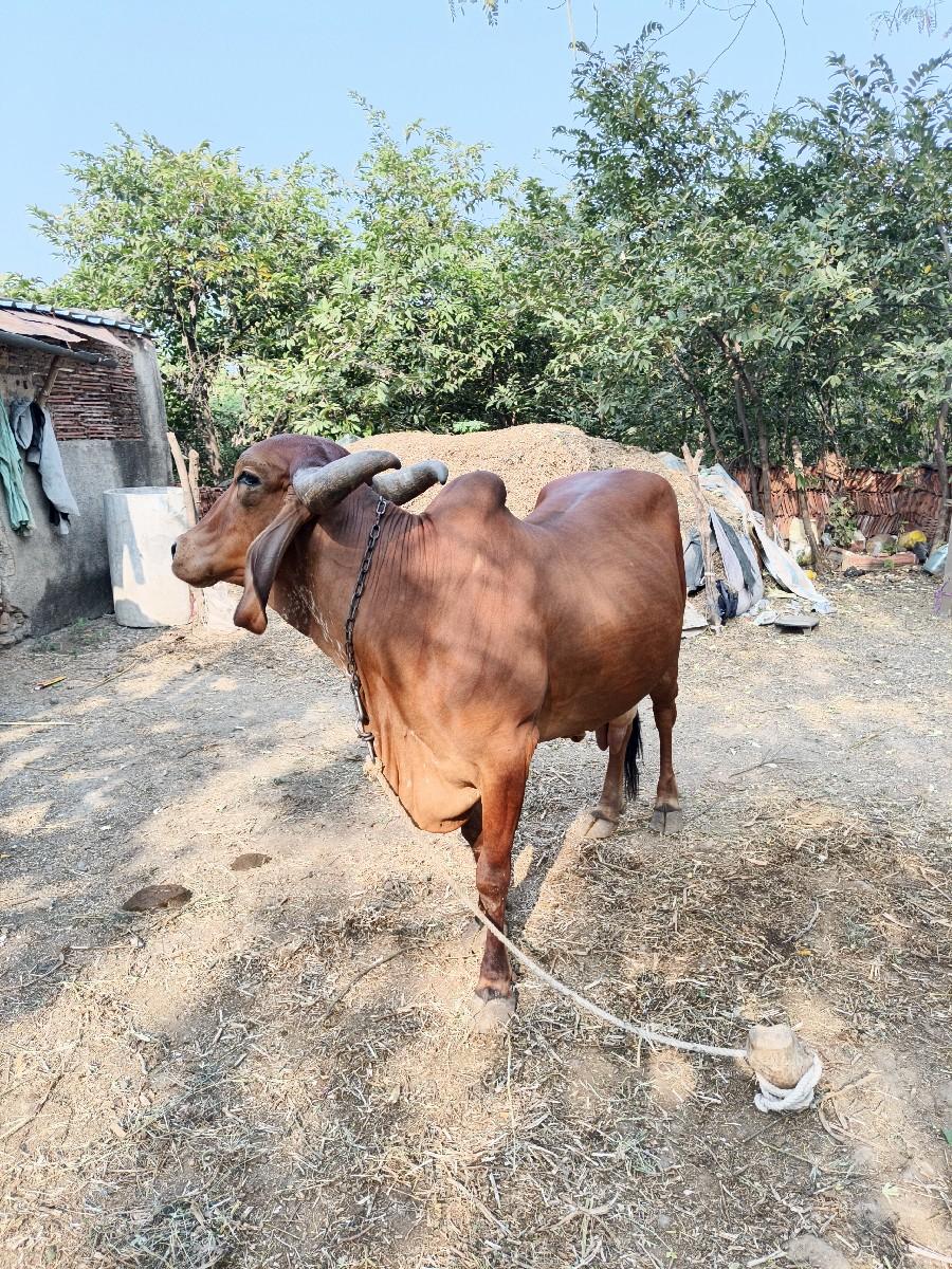 થંબનેલ 2