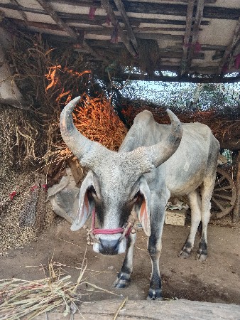 બળદ વેચવાના છે