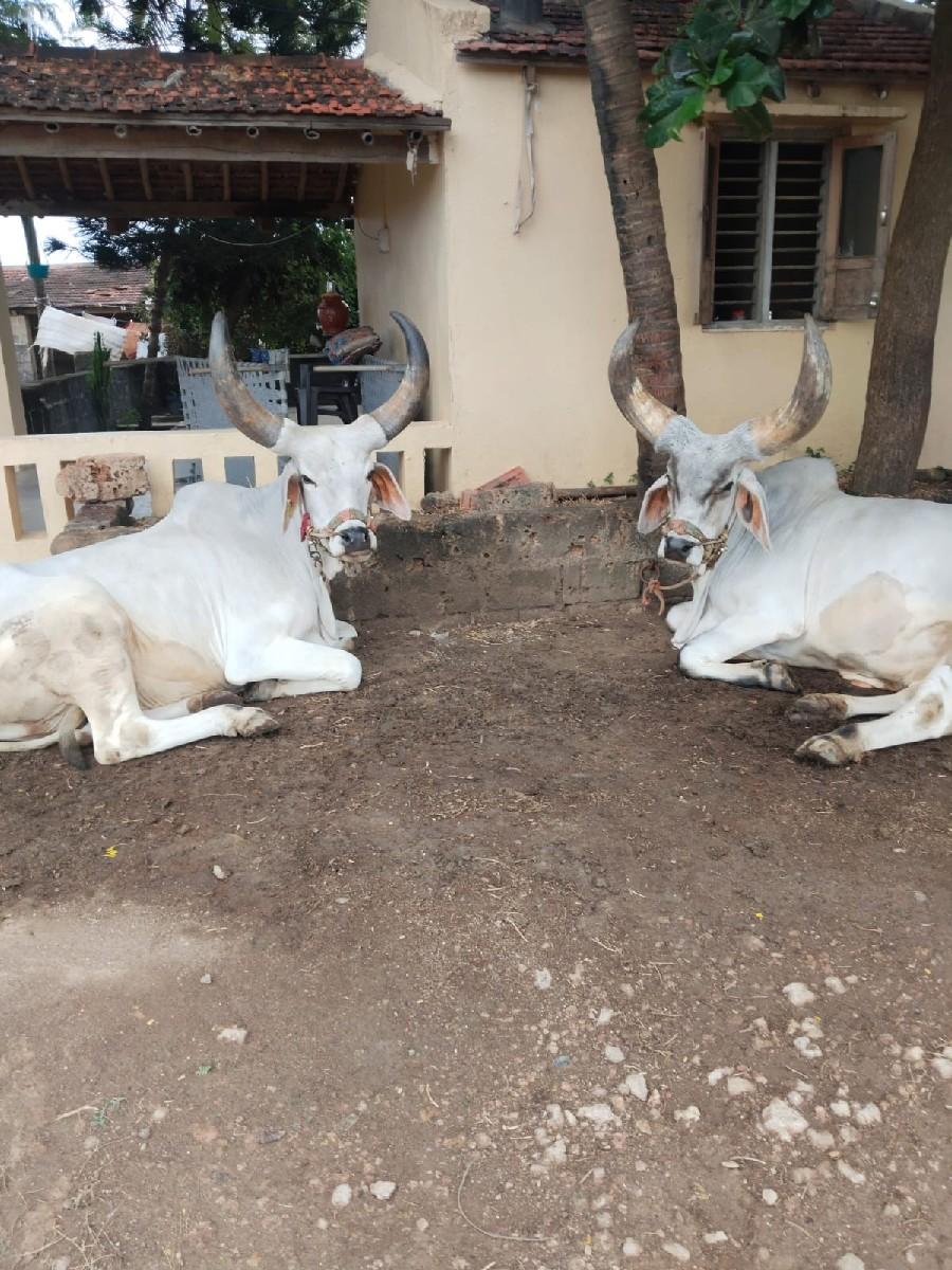 थंबनेल 3