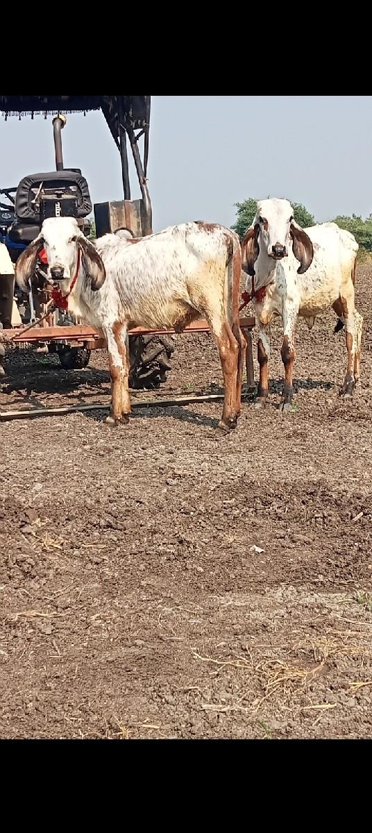 થંબનેલ 3