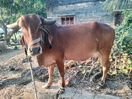 ગાય વેચવાની છે