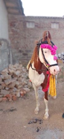 ઘોડી વેચવાની છે