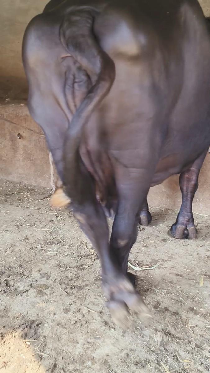 થંબનેલ 6