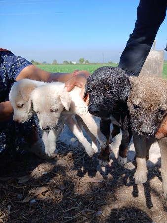 ગલુડિયા વેંચવાના છે