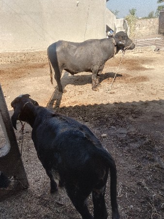 थंबनेल 2