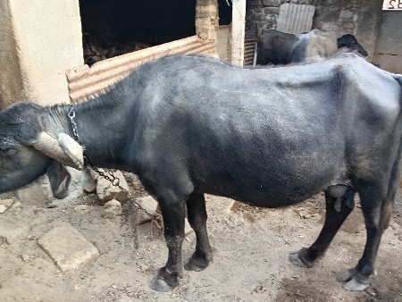 थंबनेल 2