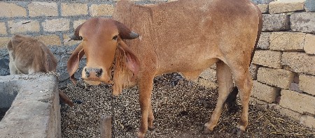 ગીર ઓડકી વેચવાની છે