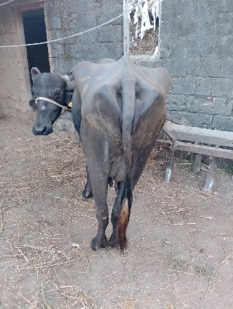 ભેસ વેચવાની છે ત્રીજુ વેતર