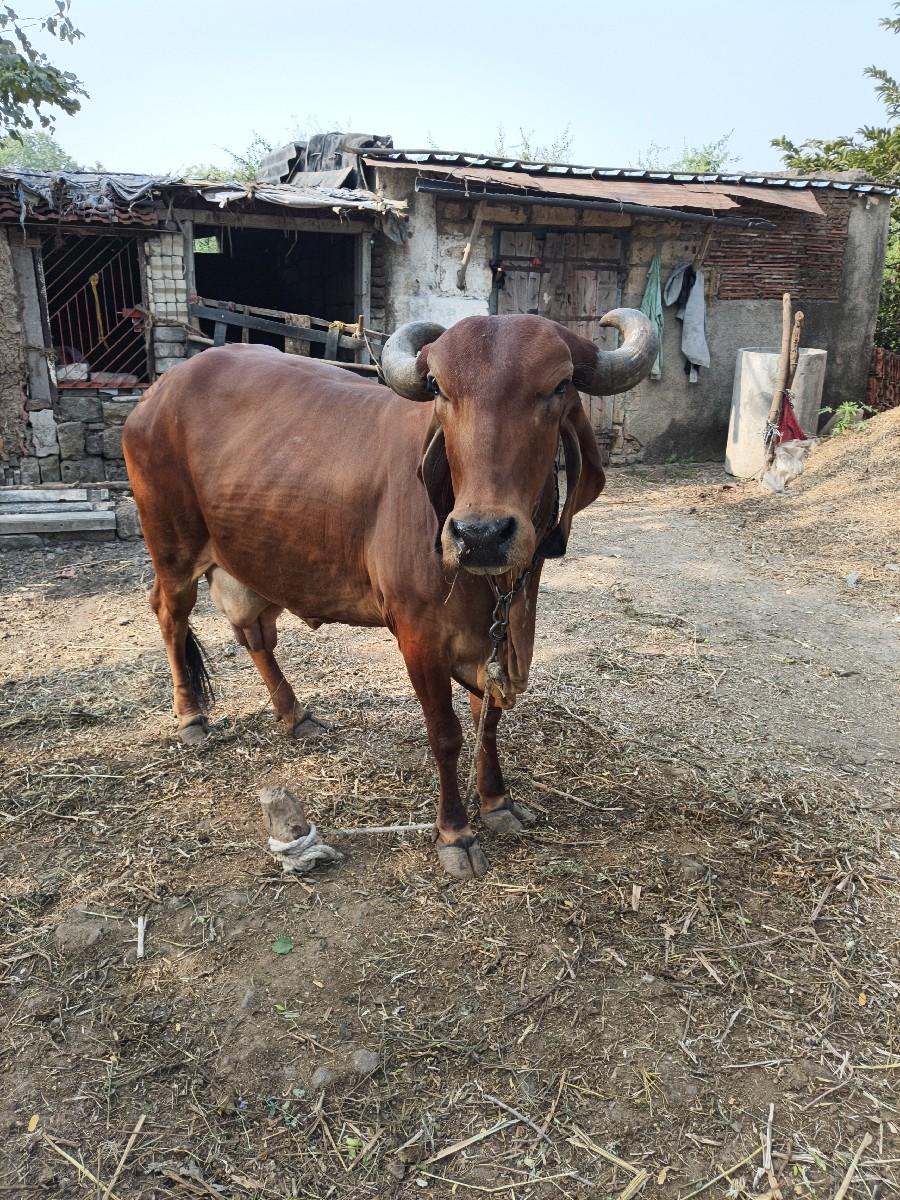 થંબનેલ 3