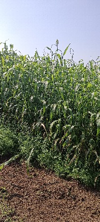 જુવાર વેશવા ની છે