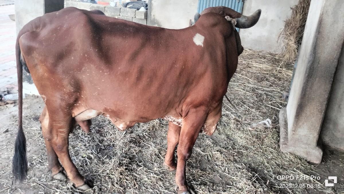 ગાય બેસવાની સે