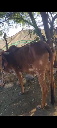 थंबनेल 3