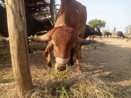 થંબનેલ 2