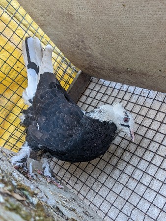 થંબનેલ 2