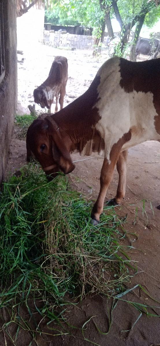 થંબનેલ 3