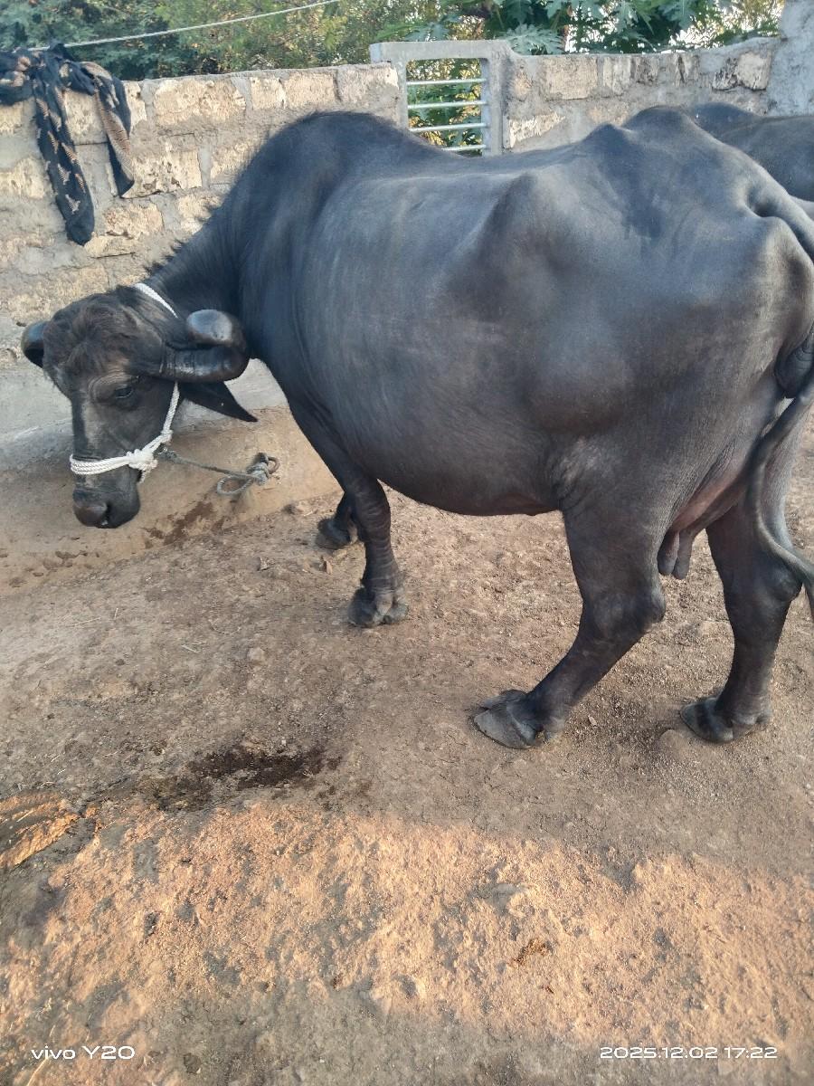 थंबनेल 2