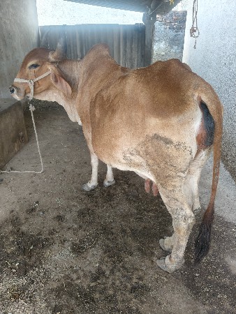 થંબનેલ 3