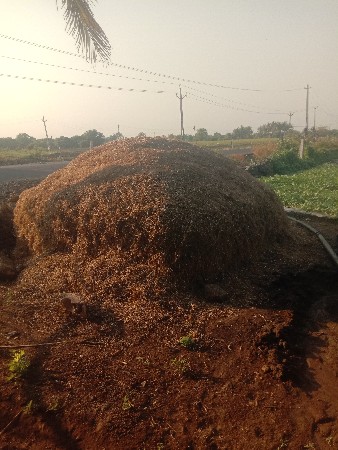 માંડવીયુ