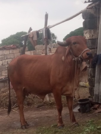 थंबनेल 3