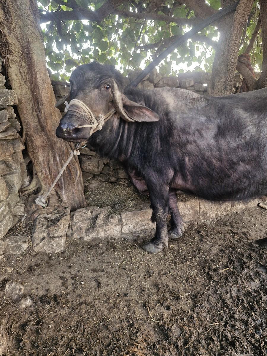 થંબનેલ 3