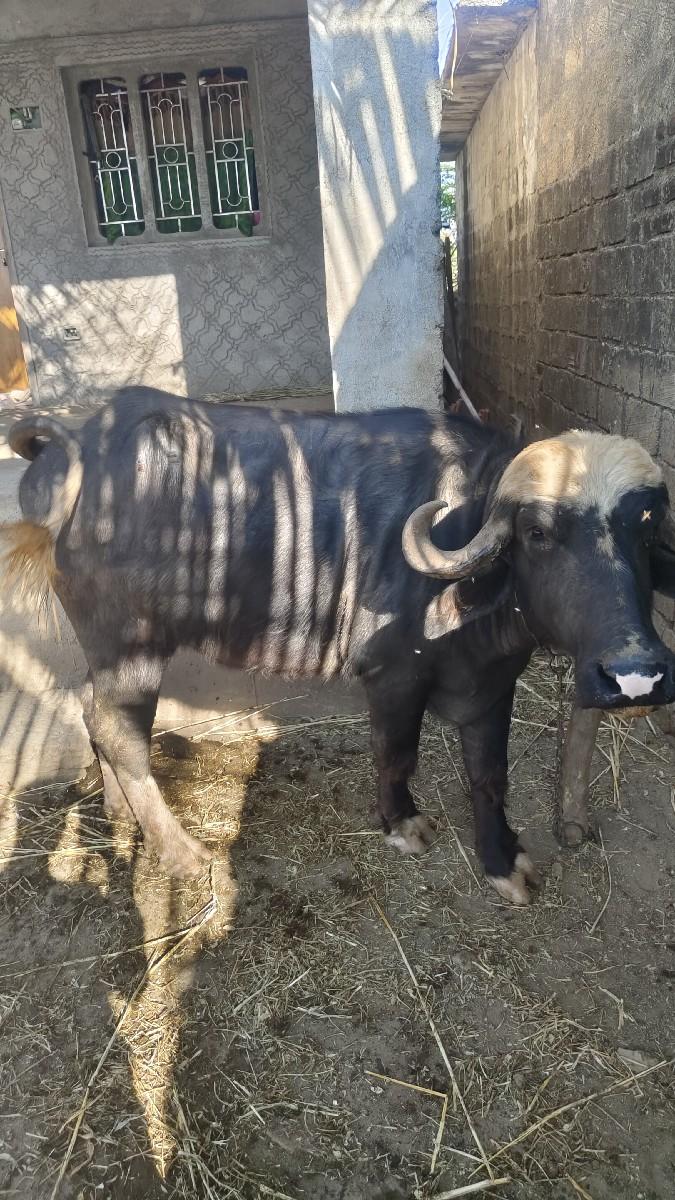 थंबनेल 2