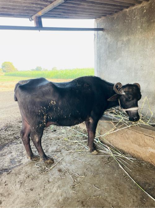 ભેંશ વેચવાની છે