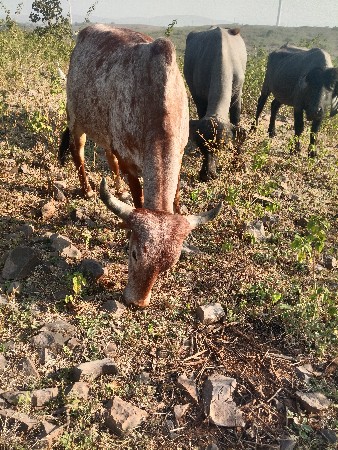 થંબનેલ 3