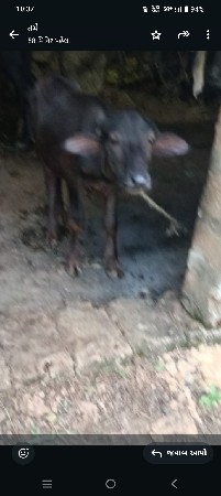 ભેંસ વેચવાની છે
