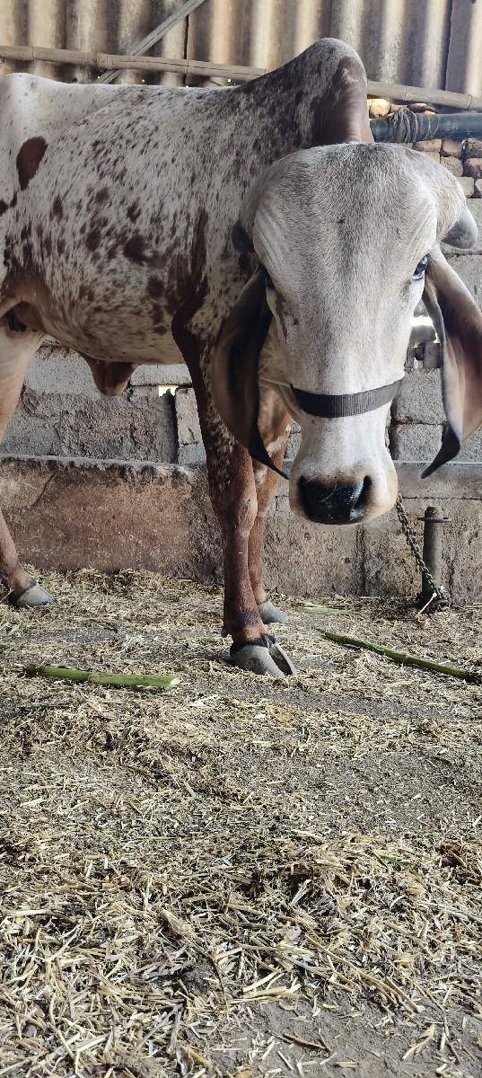 થંબનેલ 2