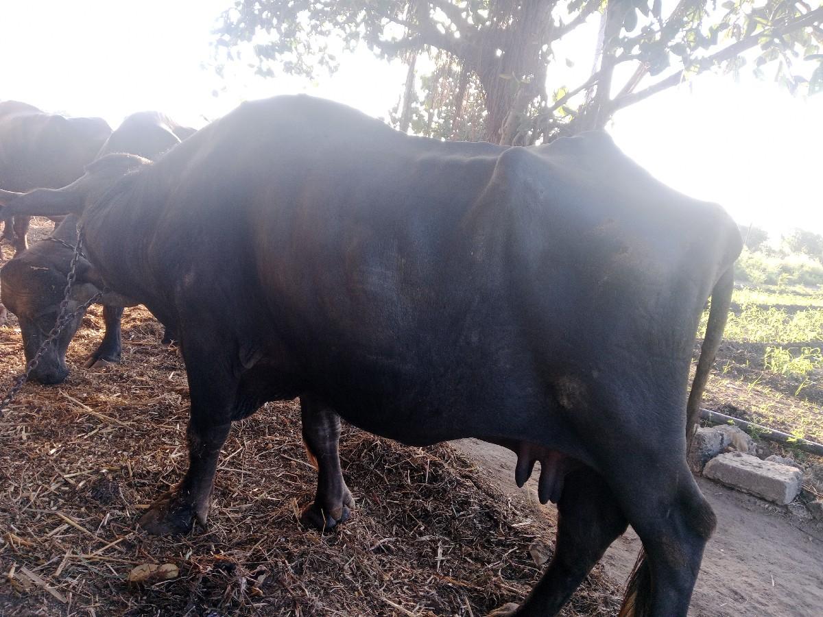 થંબનેલ 3