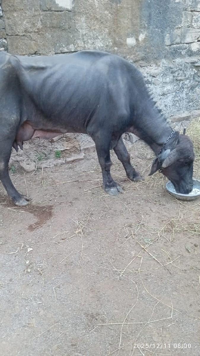 1  વેતર ખડેલી વેચવાની છે પાડીળુ