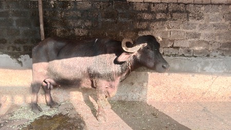 થંબનેલ 3