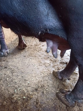 ભેંસ વેચવાની છે