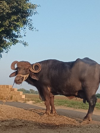 ભેસ વેચવા ની છે