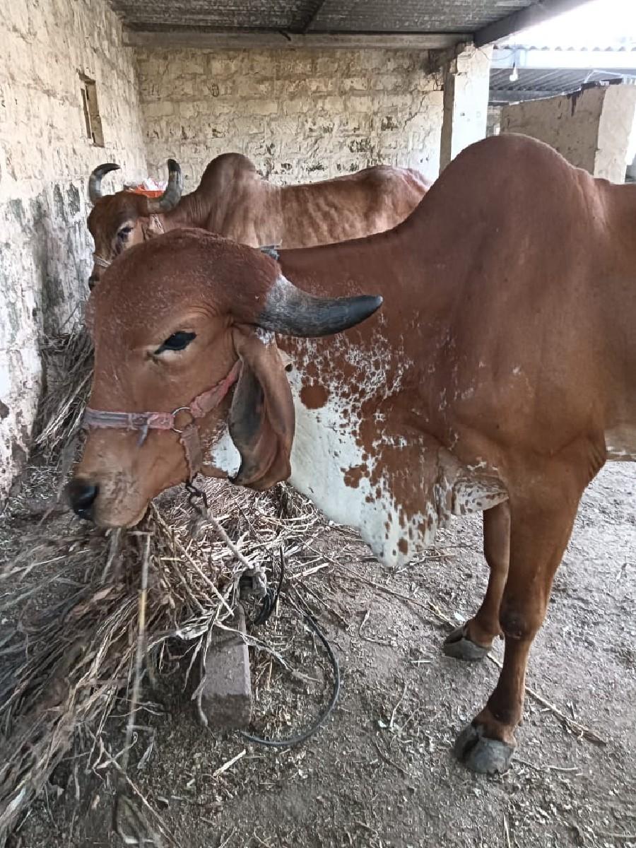 થંબનેલ 3