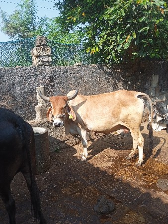 દેશી ગાય વેચવાની છે