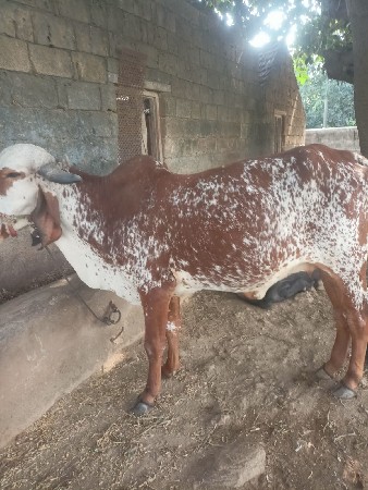 થંબનેલ 3