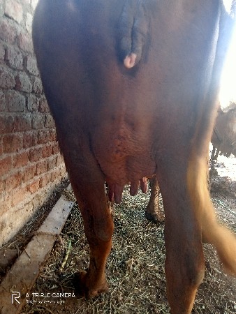 થંબનેલ 4