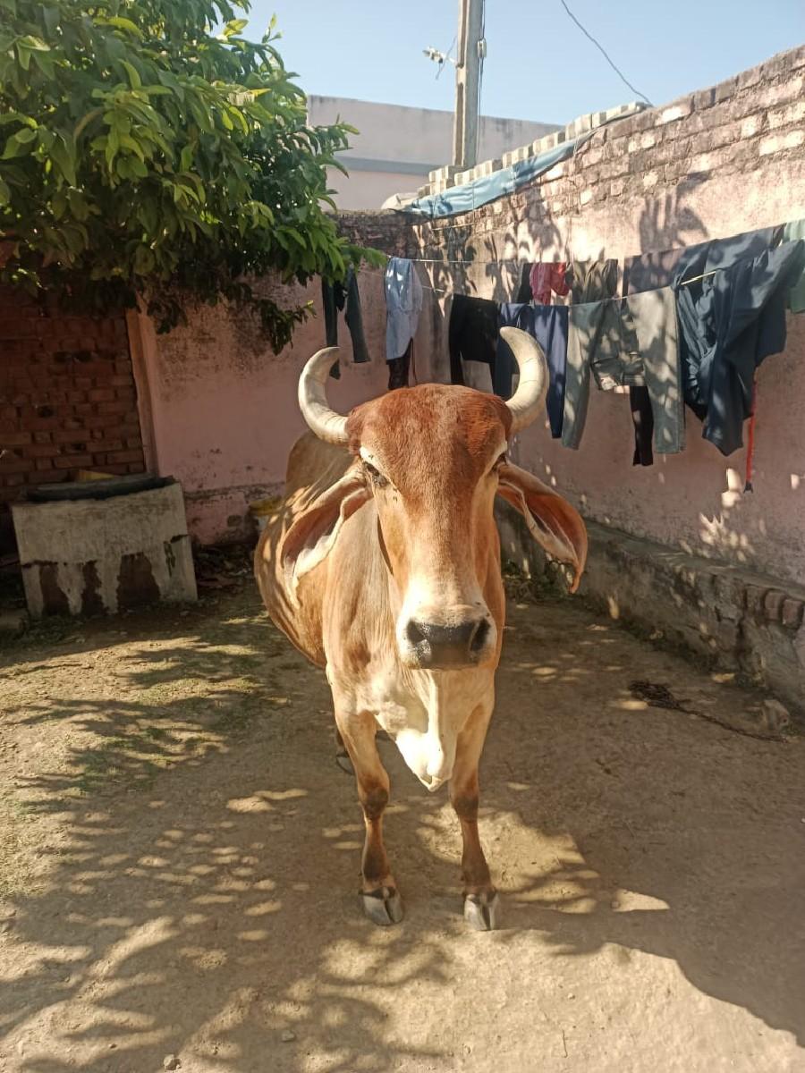 ગાય વેચવાની છે