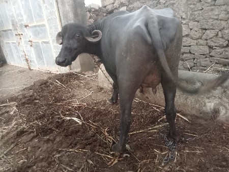 થંબનેલ 2