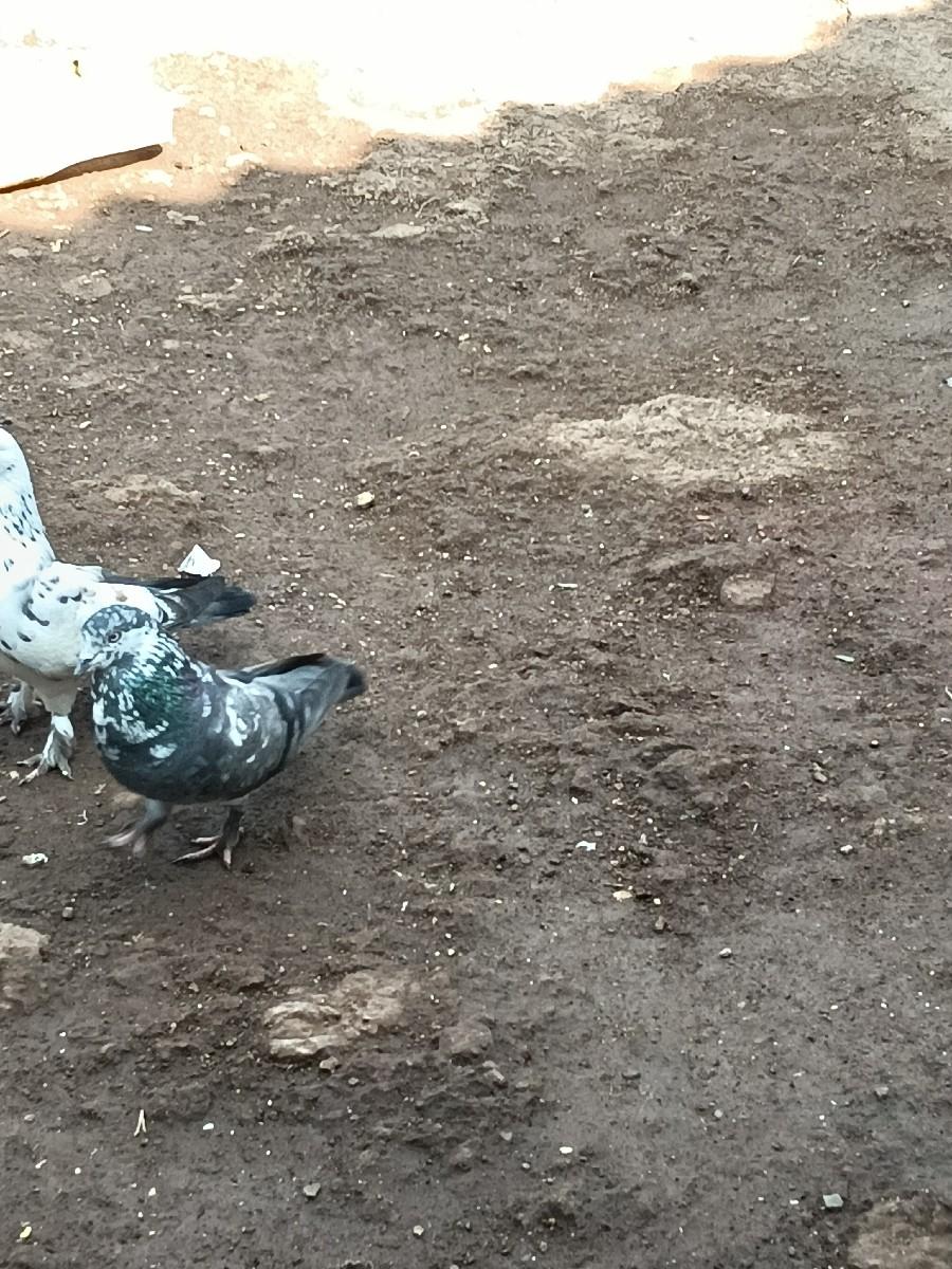 थंबनेल 3