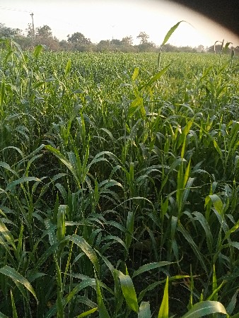 જુવારનો ચારો 5 વીઘા 1વીઘાના 15હજાર